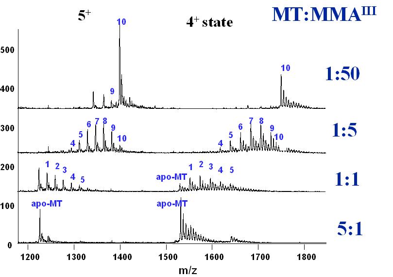 Mass spectra of MMA^III binding with metallothionein