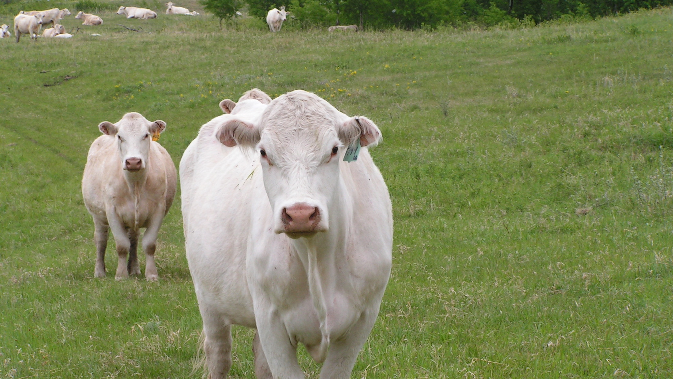 a group of white cows roam a green field
