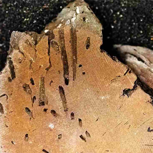 wood-boring-trace-fossils.jpg