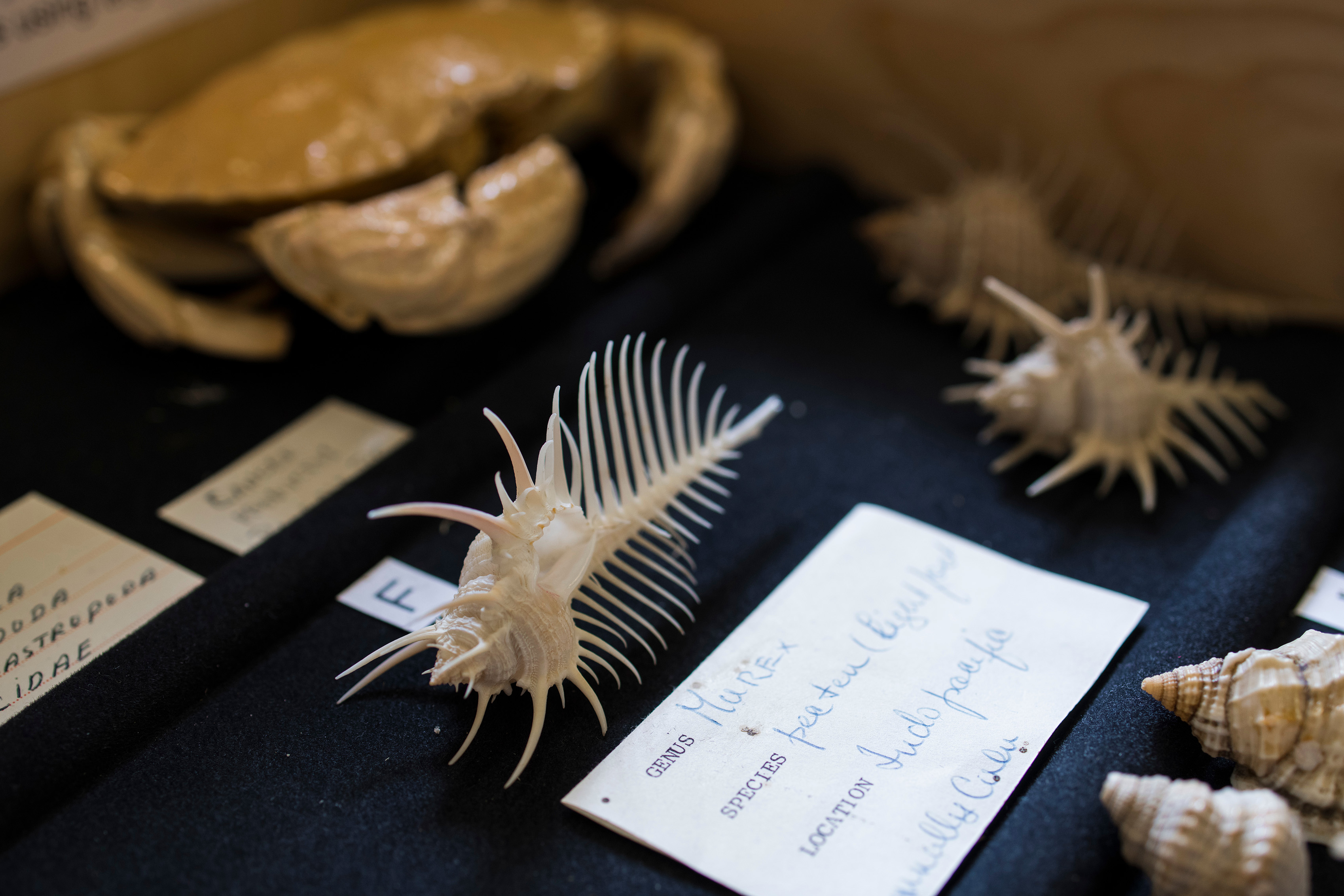 A spiked shell skeleton placed next to its identification record, surrounded by other specimens.