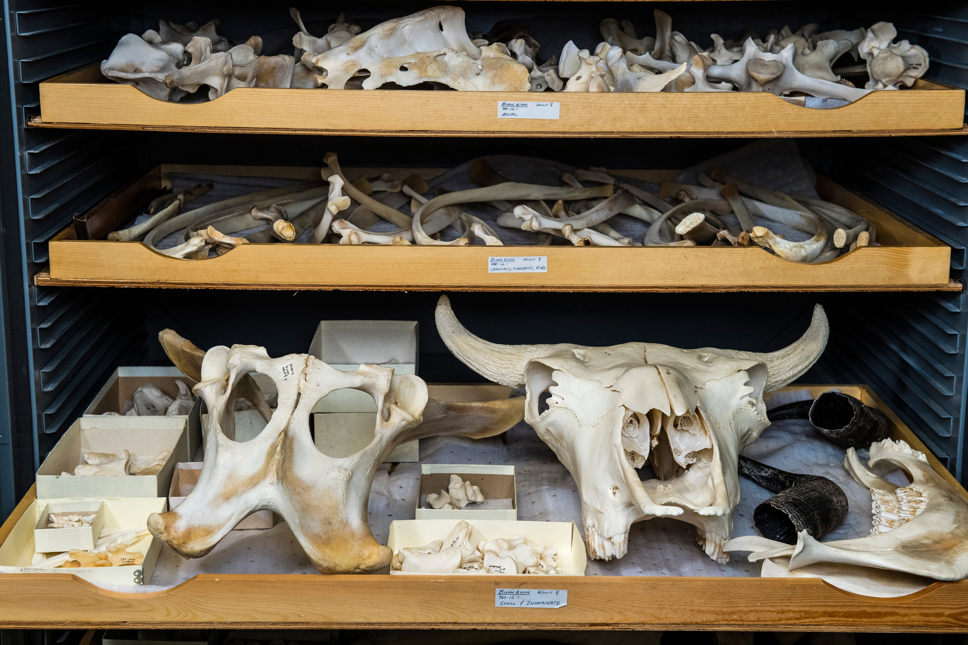 Animal skeleton specimens stored on removable wooden trays in a metal shelving unit.