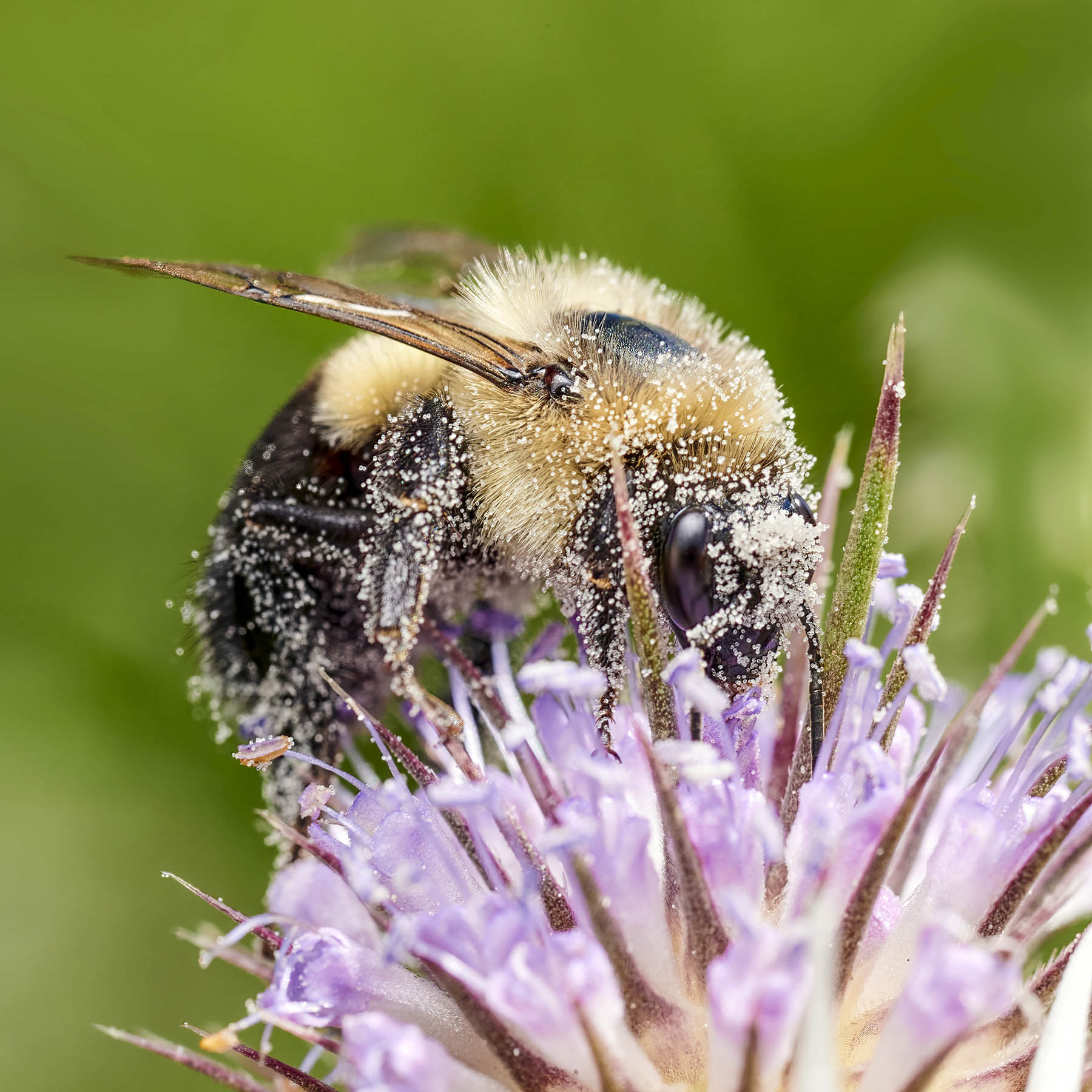 closeup of a bee