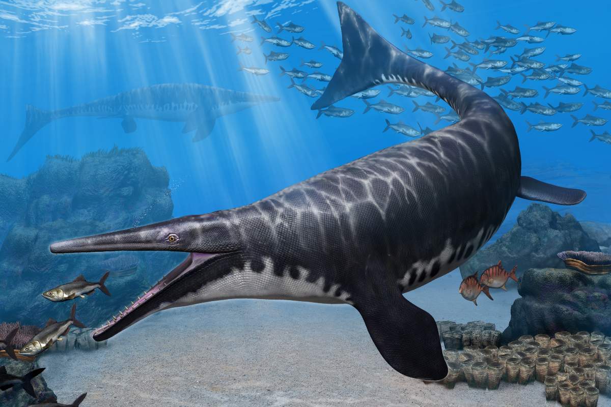 Artist's rendering of Gavialimimus almaghribensis, a newly discovered species of mosasaur that ruled the seas of what is now Morocco some 72 to 66 million years ago.