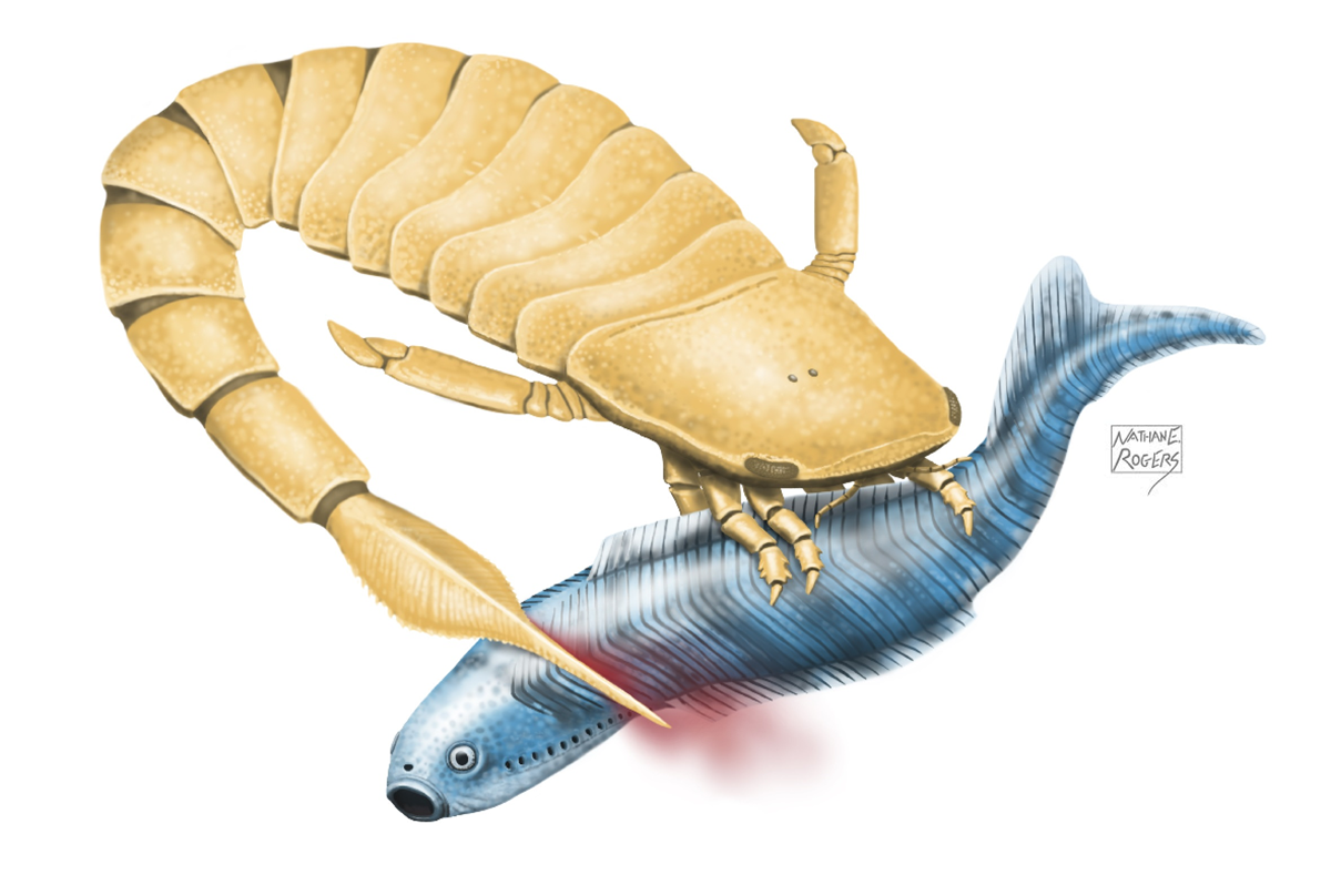 Illustration of a sea scorpion attacking an early vertebrate. Credit: Nathan Rogers. 