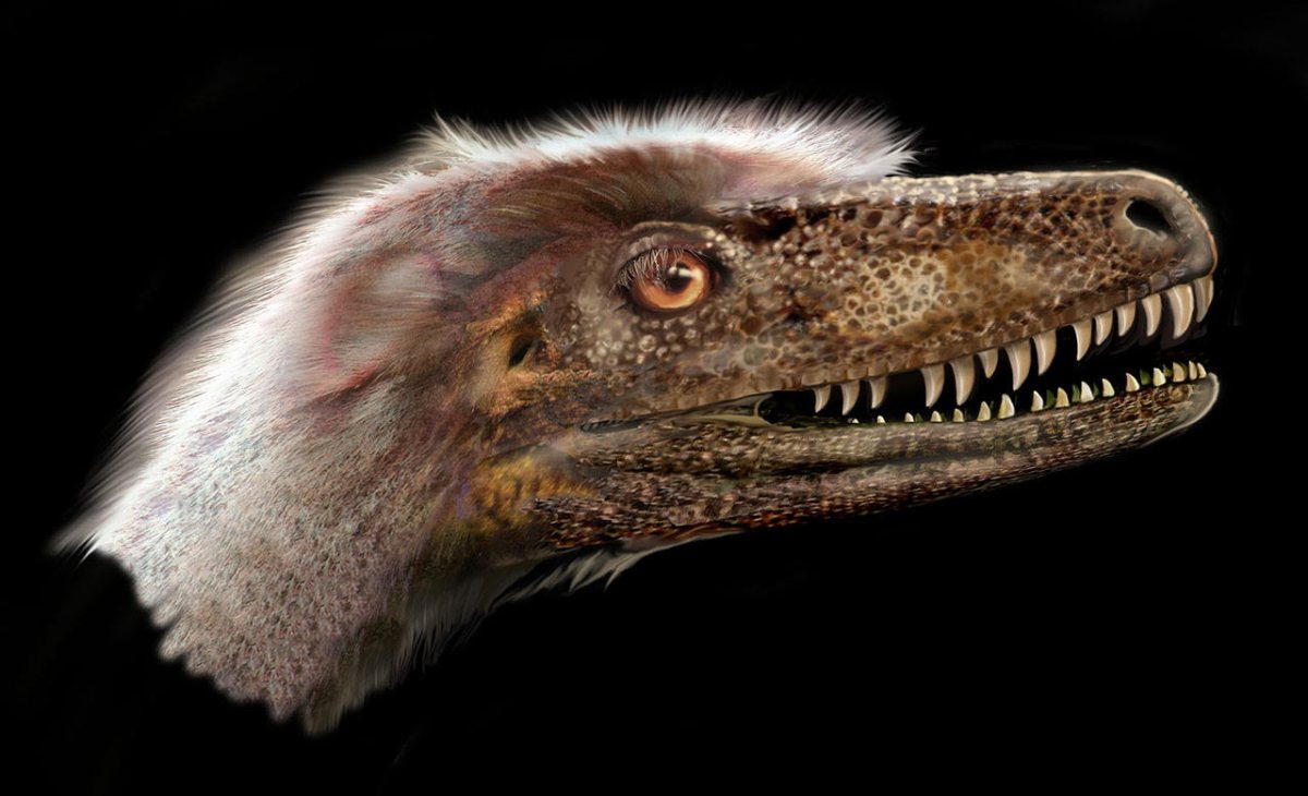 Discovery provides valuable insight into evolution of theropod dinosaurs around the world