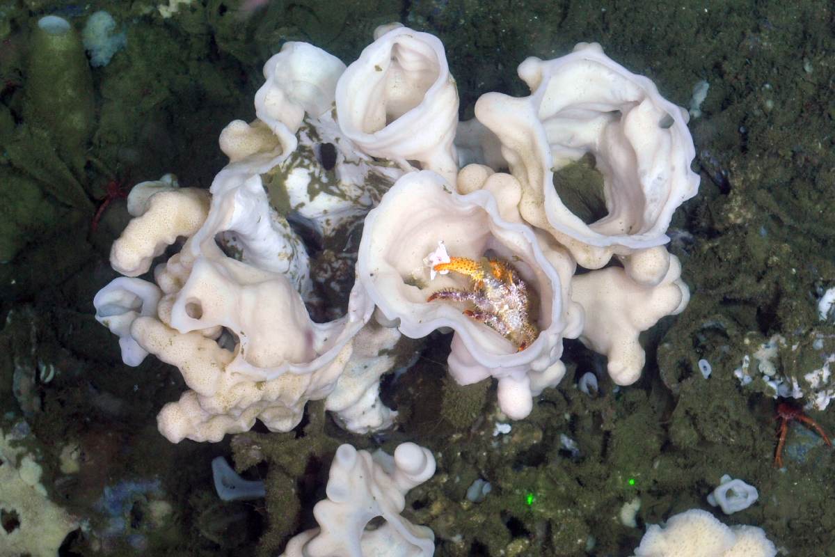 A new species of sea sponge, Desmacella, discovered off the coast of British Columbia.
