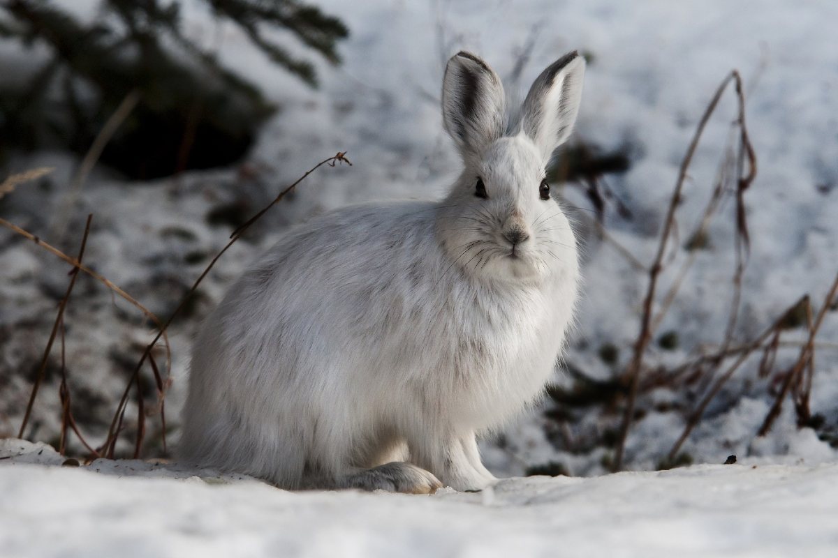 A snowshoe hare sits on the snow.