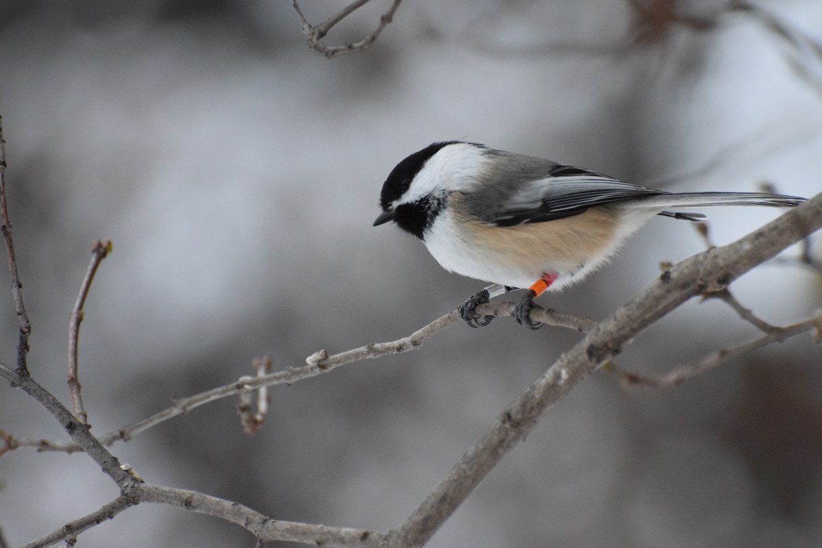 A chickadee rests on a branch with snow in the background.