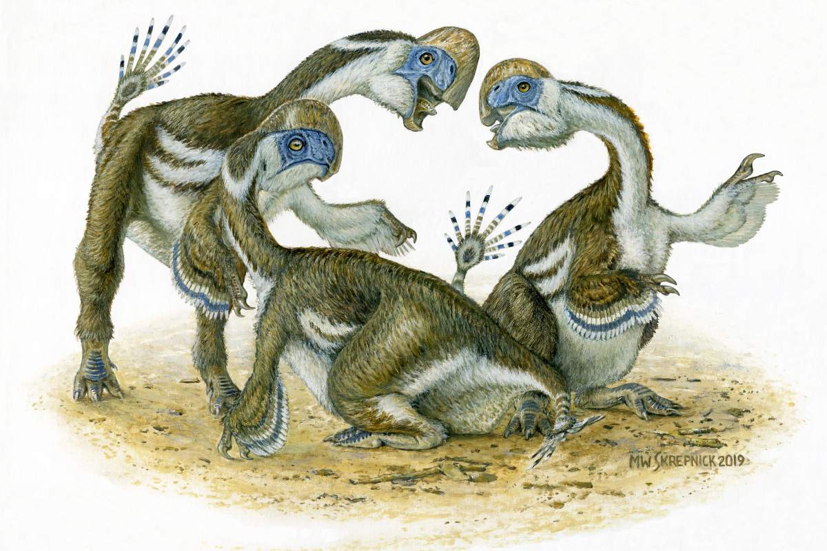 An artist’s depiction of what the new species of oviraptorid may have looked like. The discovery of several juveniles of the same age in a group suggests social behaviour by the species.