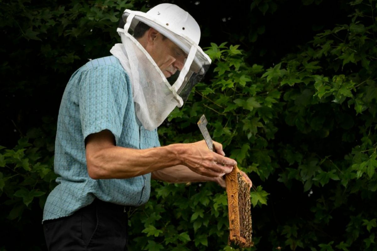 Olav Rueppell, honey bee expert and professor in the Department of Biological Sciences.