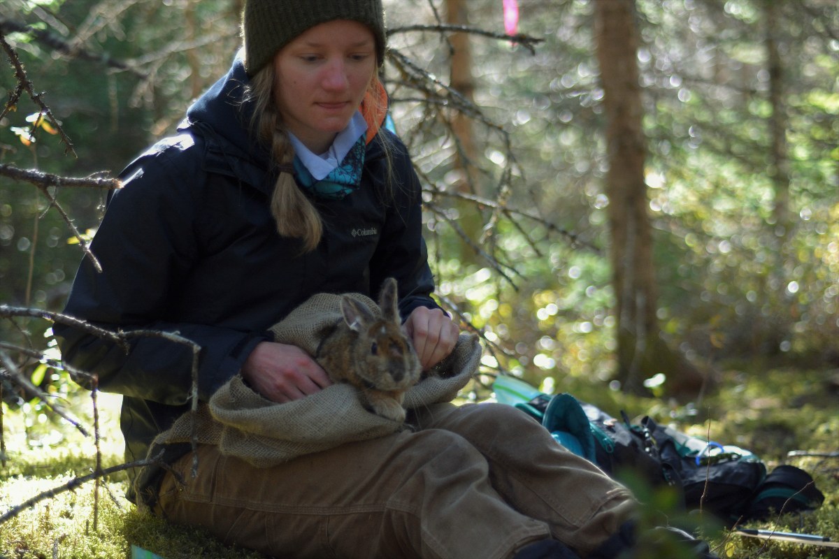 Balluffi-Fry releasing a hare back into the wild. Balluffi-Fry's research into how climate change is affecting snowshoe hares has been recognized with a presitigous Vanier scholarship.