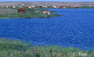 Cattle grazing adjacent to a wetland area