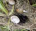 A wetland nest
