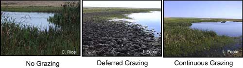 Wetlands experiencing differing levels of grazing intensity