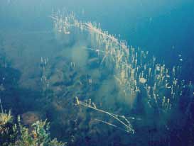 Filamentous green algae proliferate in the littoral zone of an acidified lake