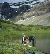 Invertebrate sampling at Geraldine Lakes, Jasper National Park