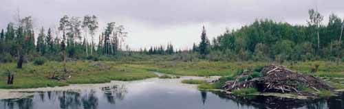 A beaver pond and lodge