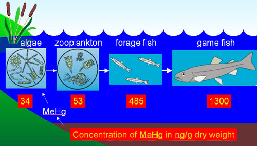 aquatic food chain examples. Accumulation and magnification of MeHg in an aquatic food chain diagram