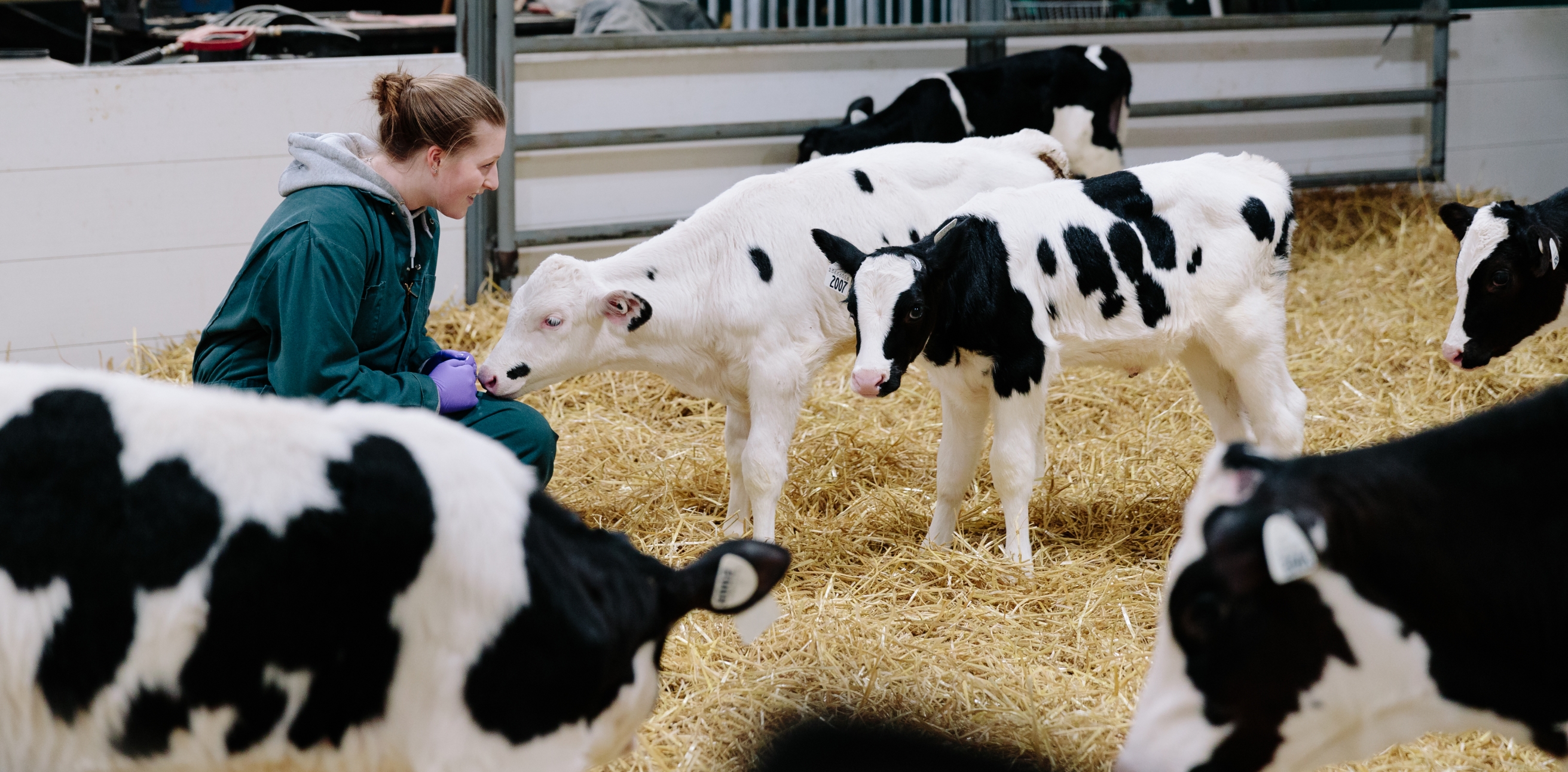 student working with calves