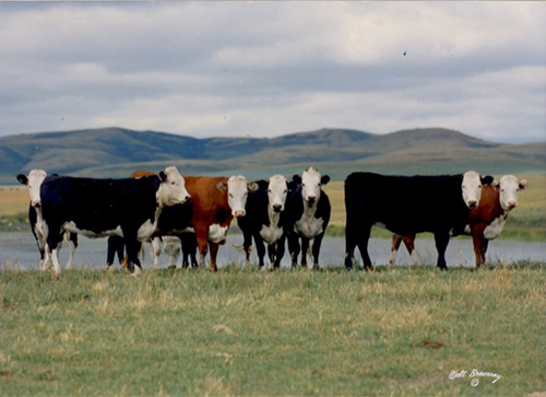 cows standing in a field