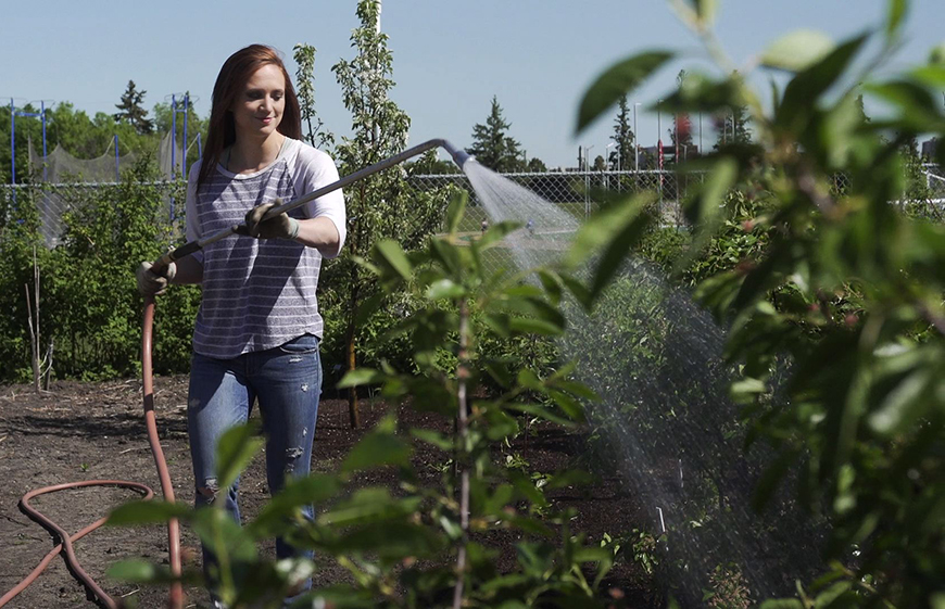 ENCS grad Ashley Sarauer waters plants almost as tall as she is with a large spray wand, in a garden on South Campus.
