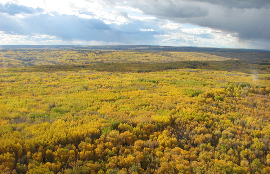 Trees in Canada's boreal forest starting to turn golden yellow in the fall, in a view taken from the air.