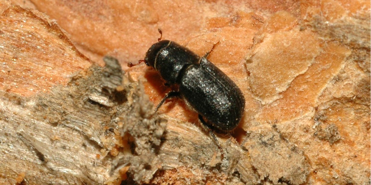 As the voracious mountain pine beetle advances on untouched forests, researchers are testing new ways to trap more of the bugs in hopes of preventing damage to trees.