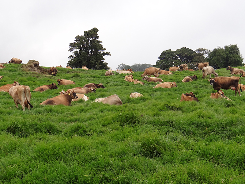 Cows grazing and lying down in a green field with trees in background at top of slope's crest