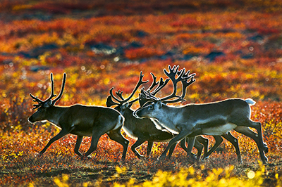 Three caribou, starkly backlit against a red and gold landscape, run right to left in frame