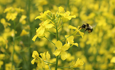 Closeup of a bee perched on very yellow flowering canola plant