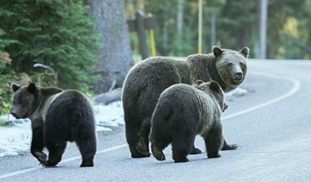 Grizzly bear and two cubs standing on a highway that makes a sharp behind them, with adult bear looking away from the curve (so is potentially unable to see vehicles approaching)