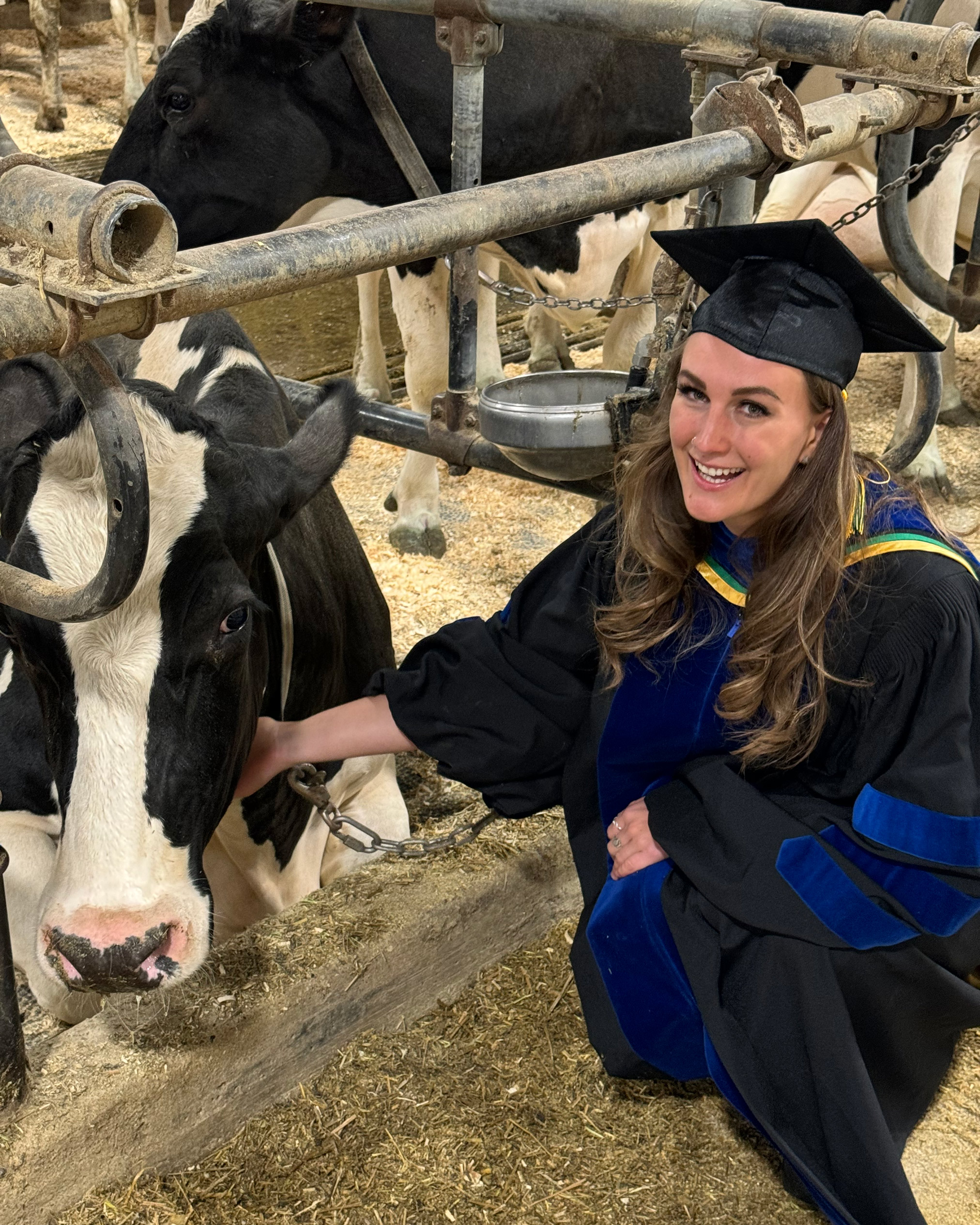 lauren pets a cow dressed in convocation garb, including a cloak and motorboard hat