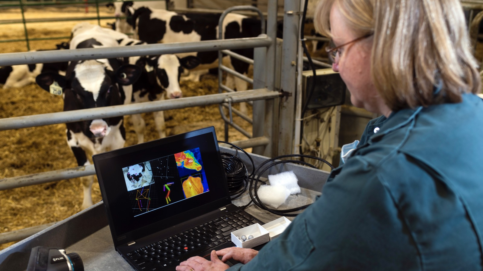 Researcher working on computer in cow barn, with cows in background.