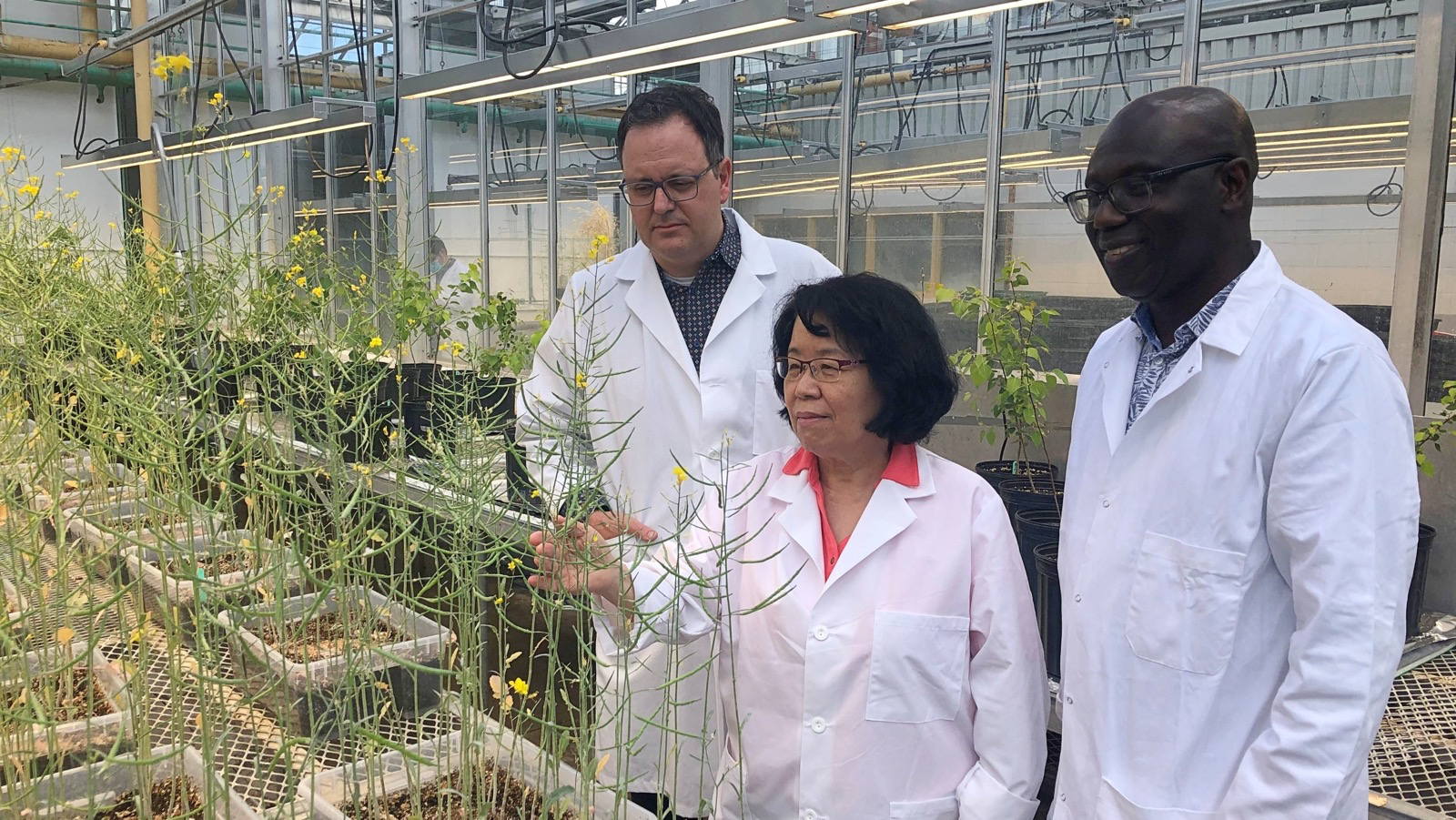 Three researchers observing plants growing in a greenhouse.