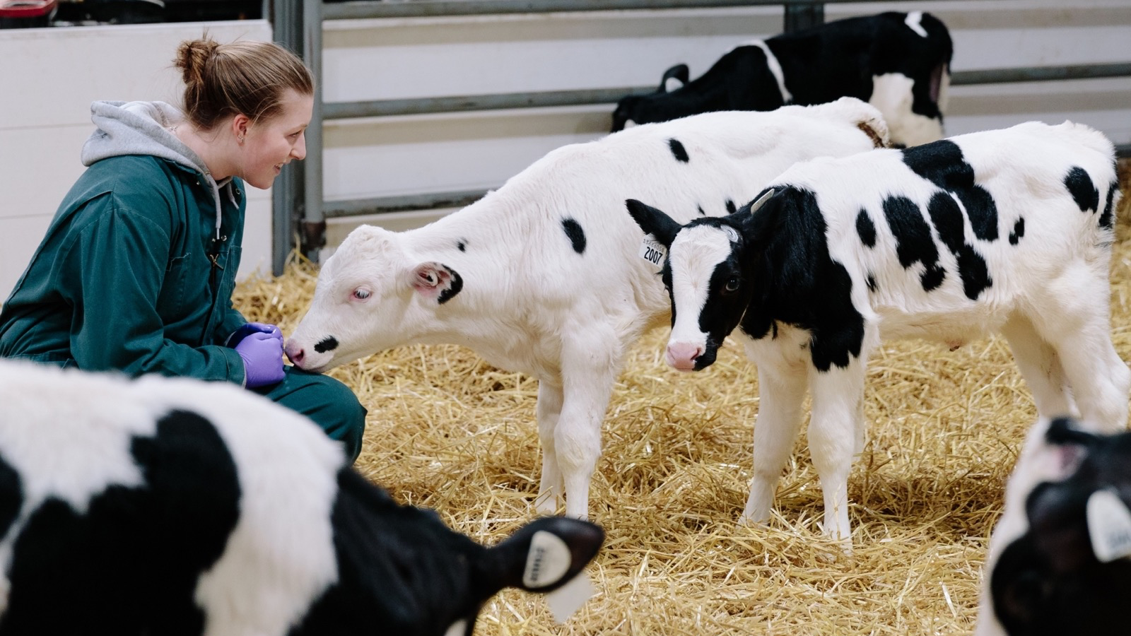 student dressed in coveralls and gloves interacts with a calf in a pen of cows