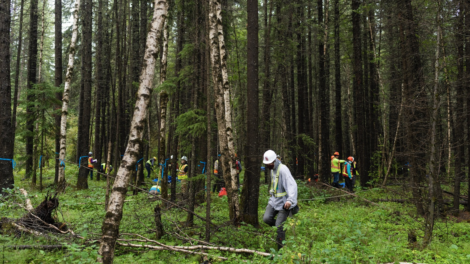A few groups of researchers in a forest. They're wearing reflective safety clothing and hard hats.