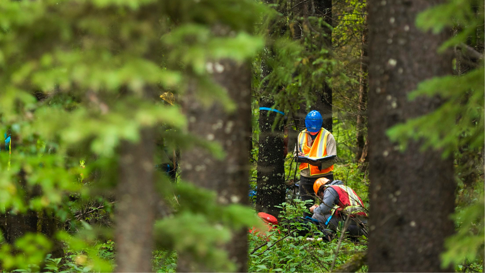 Deep in a Alberta forest, students dressed in safety equipment evaluate the trees