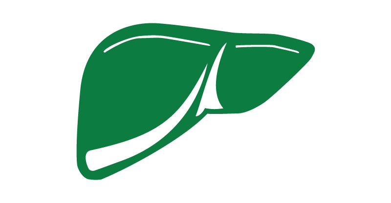 UofA Anesthesia - Liver icon