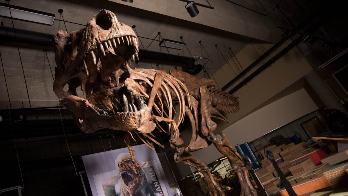Nicknamed “Scotty,” the record-breaking rex is also the largest dinosaur skeleton ever found in Canada.