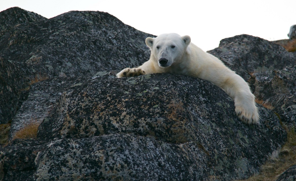 A polar bear on a rocky outcropping