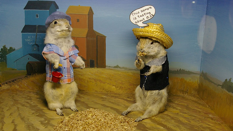 Stuffed gophers in 'world famous' Alberta museum offer insight into prairie culture, says Faculty of Arts professor Lianne McTavish