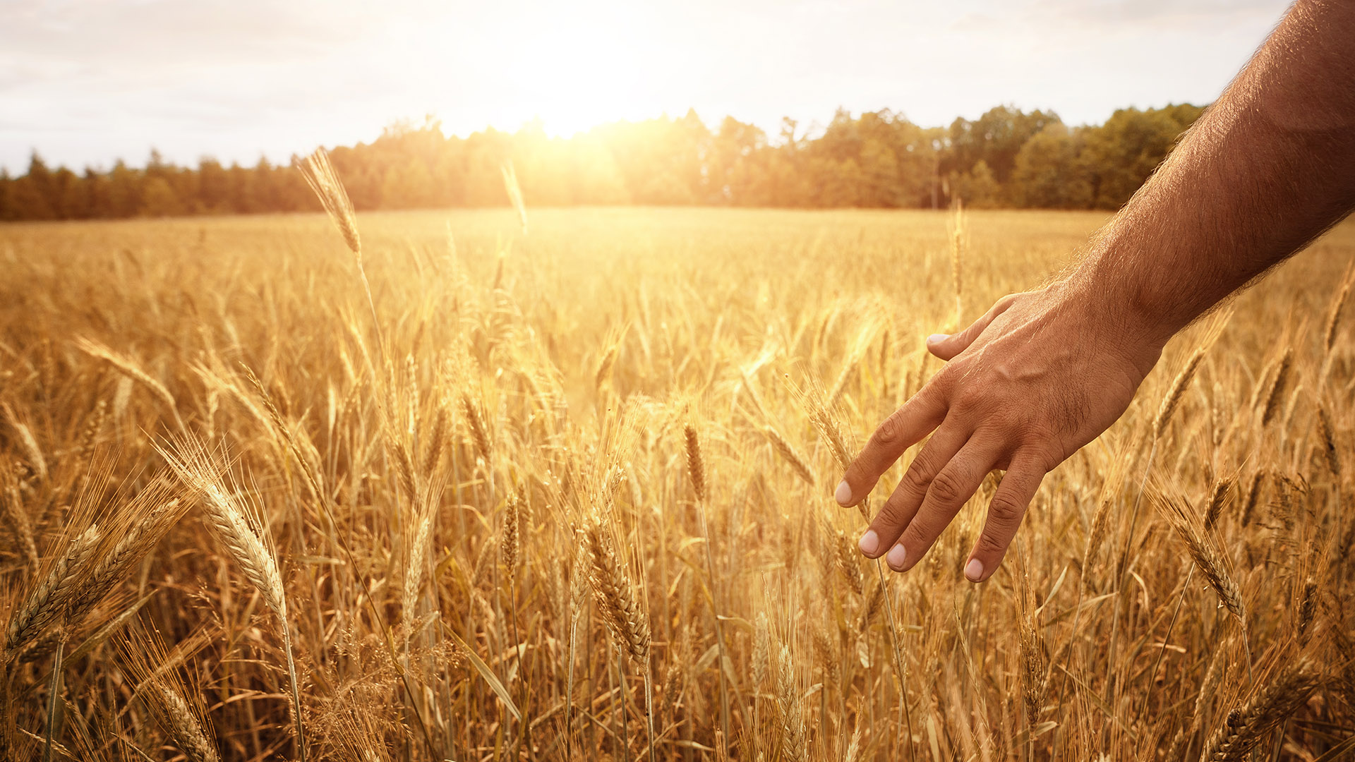 A hand brushing across the top of wheat in a field of wheat crops.