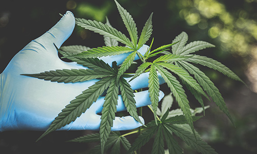 A gloved hand holding a cannabis plant.
