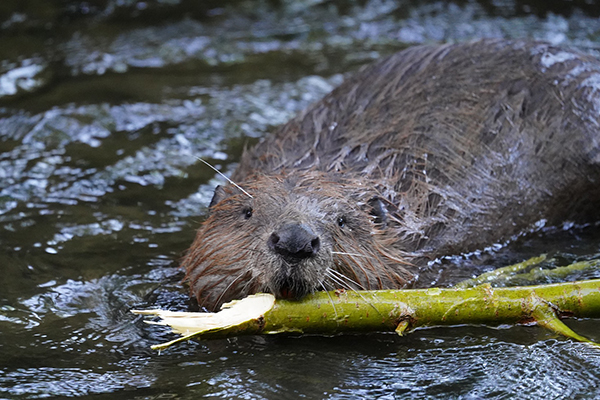 Image of a beaver swimming in water while carrying a piece of wood in its mouth.