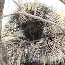A porcupine in winter
