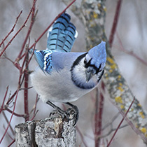 A blue jay perched on a branch