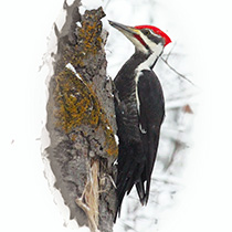 A wood pecker working on a tree