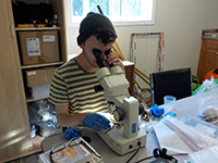 A student researcher looking through a microscope