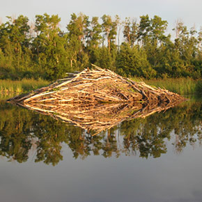 Photo of a beaver house reflected in still water