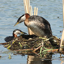Photo of 2 waterfowl at their nest in the water